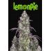 Lemon Pie Auto - FastBuds